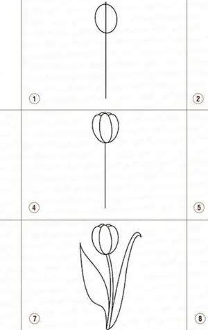 Этапы рисования тюльпана