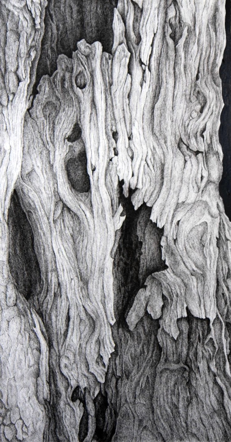 Фактура коры дерева в карандаше