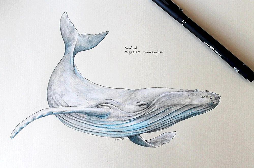 Финвал кит рисунок