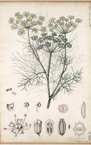 Foeniculum vulgare ботаника
