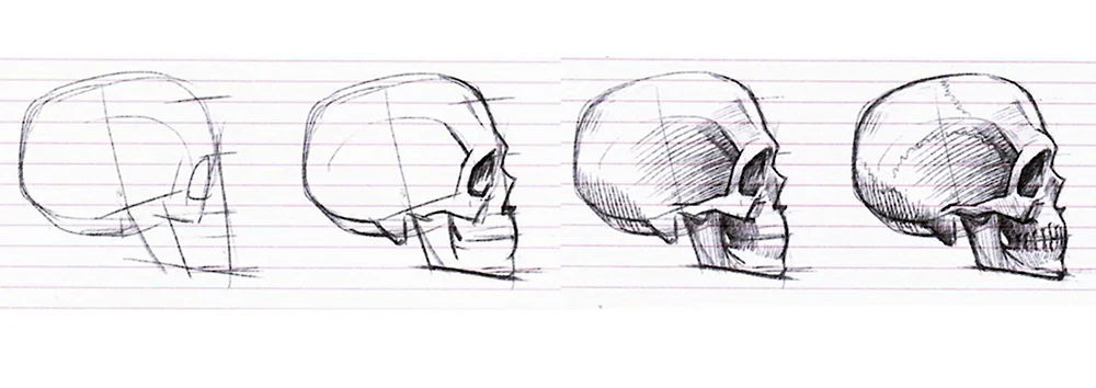 Форма черепа как рисовать