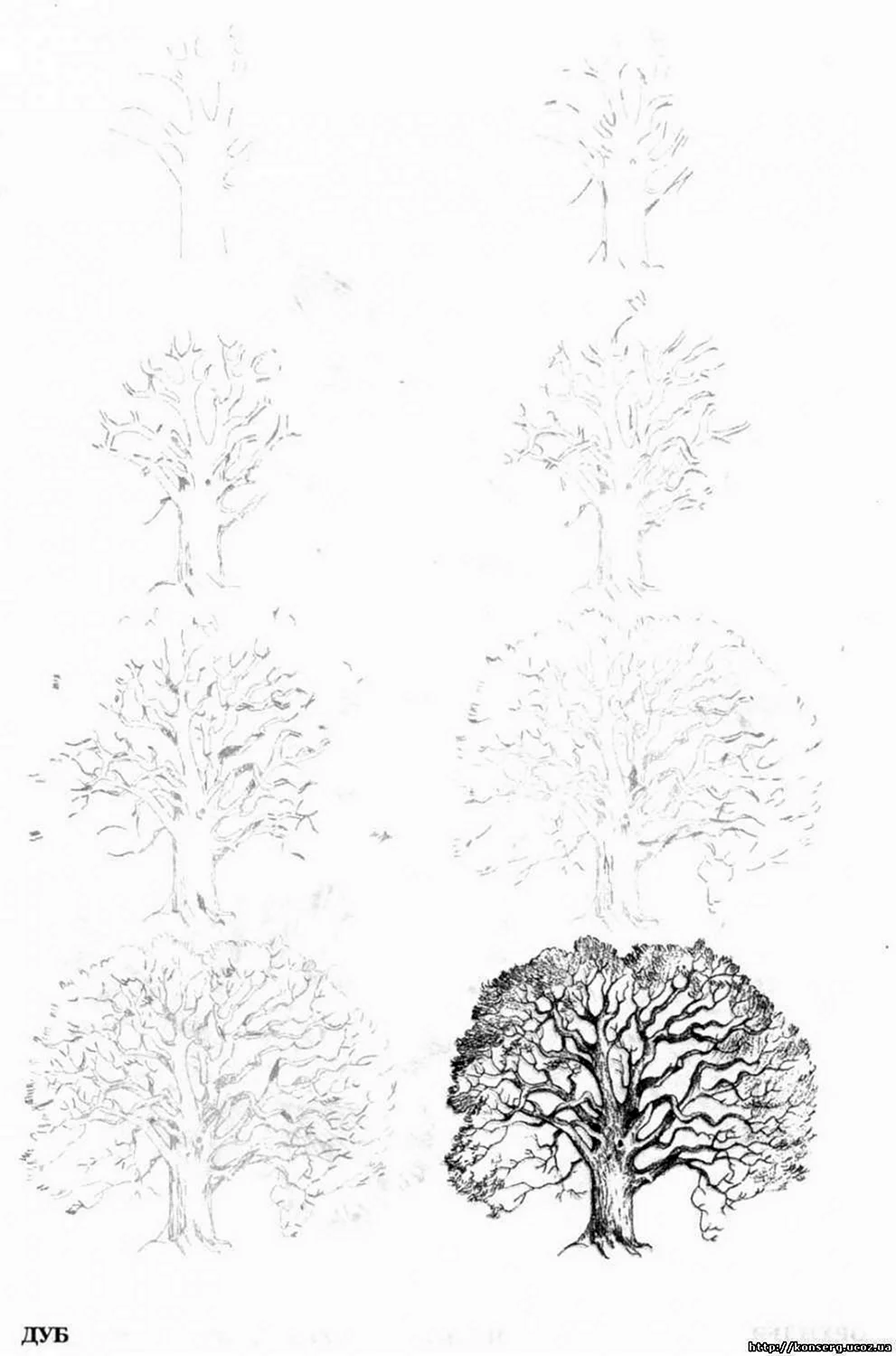 Формы деревьев для рисования