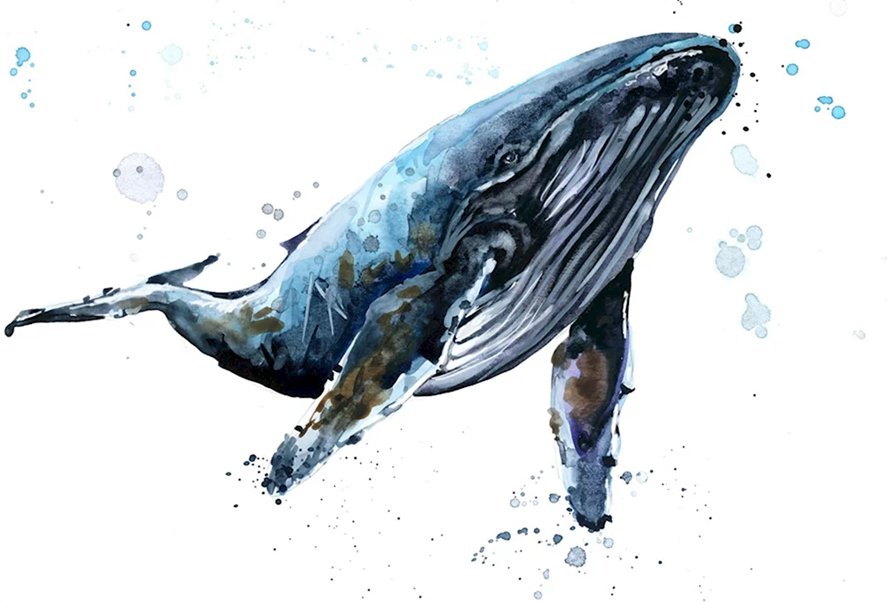 Фотообои синий кит