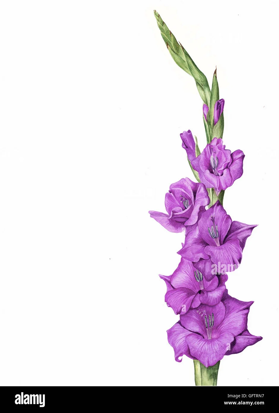 Гладиолус цветок акварелью