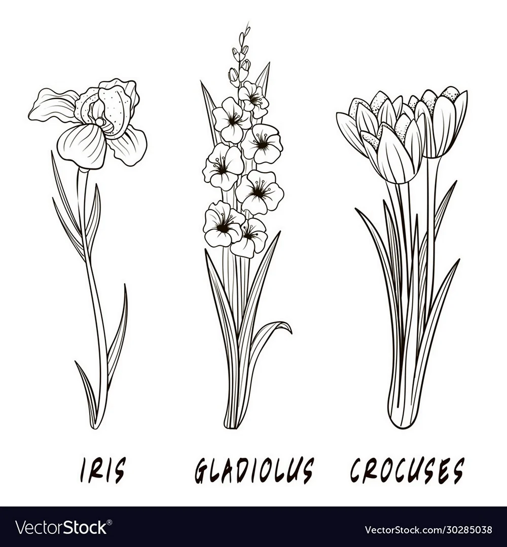 Гладиолус цветок рисунок