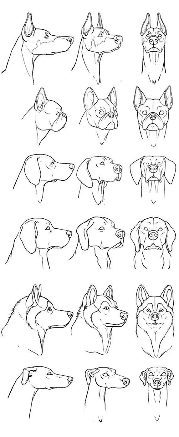 Голова собаки для рисования