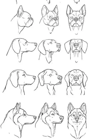 Голова собаки для рисования