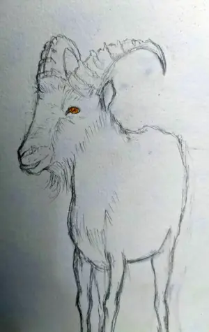 Горный козел карандашом