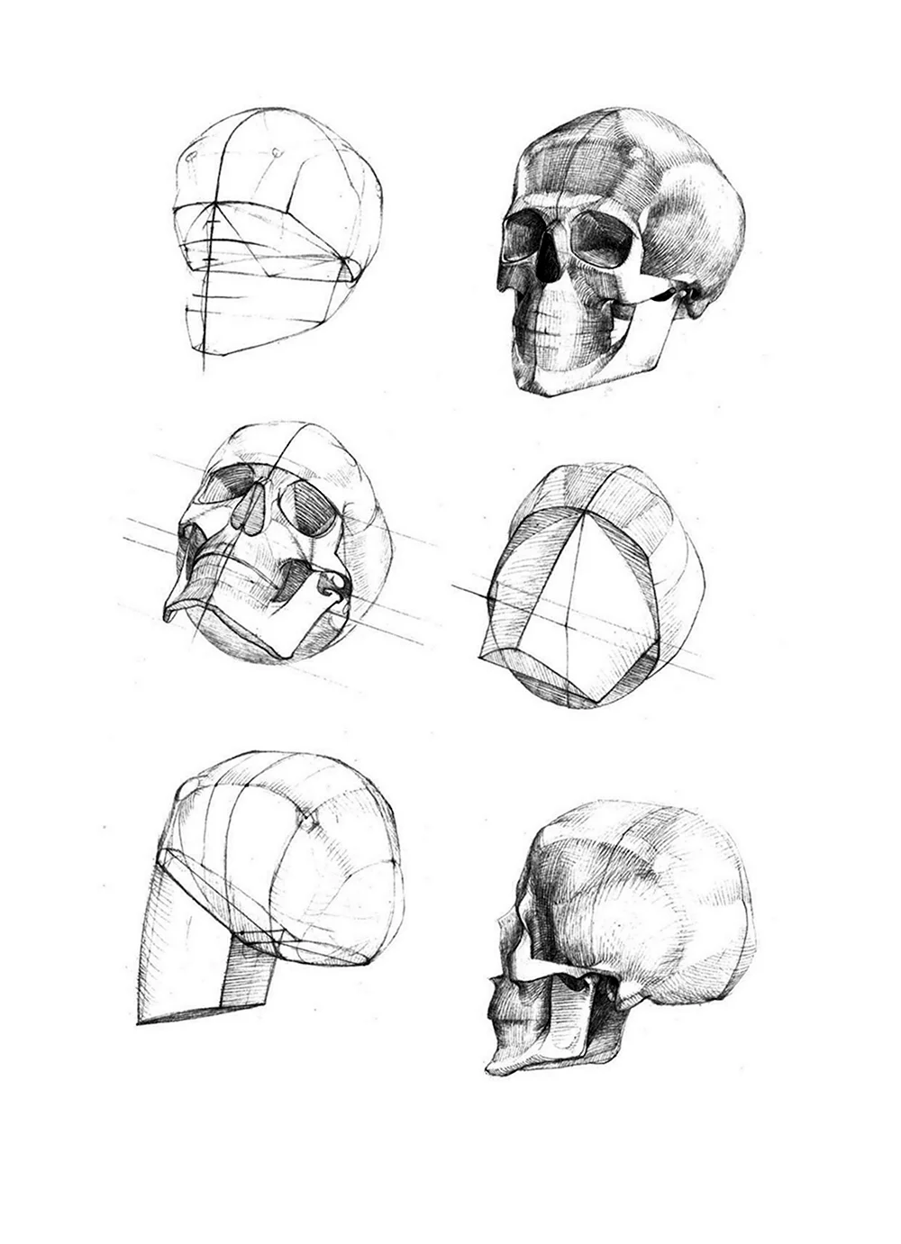 Готфрид Баммес анатомия головы