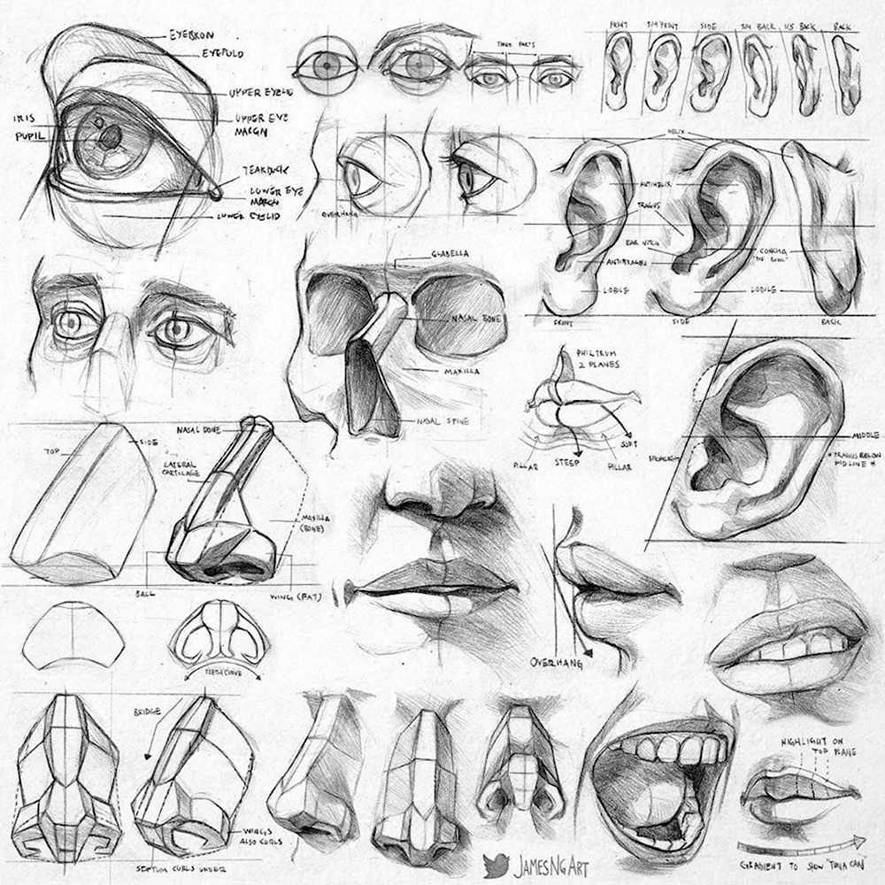 Готфрид Баммес анатомия носа