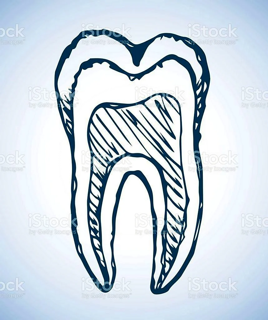 Графическое изображение зуба