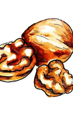 Грецкий орех рисунок