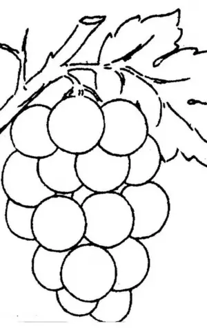 Гроздь винограда раскраска