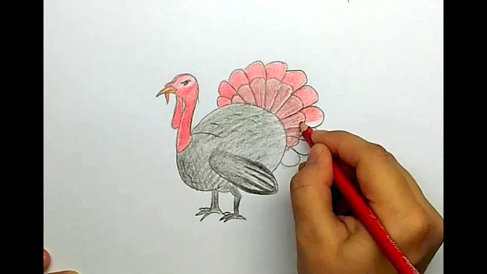 Индюк рисунок карандашом цветной