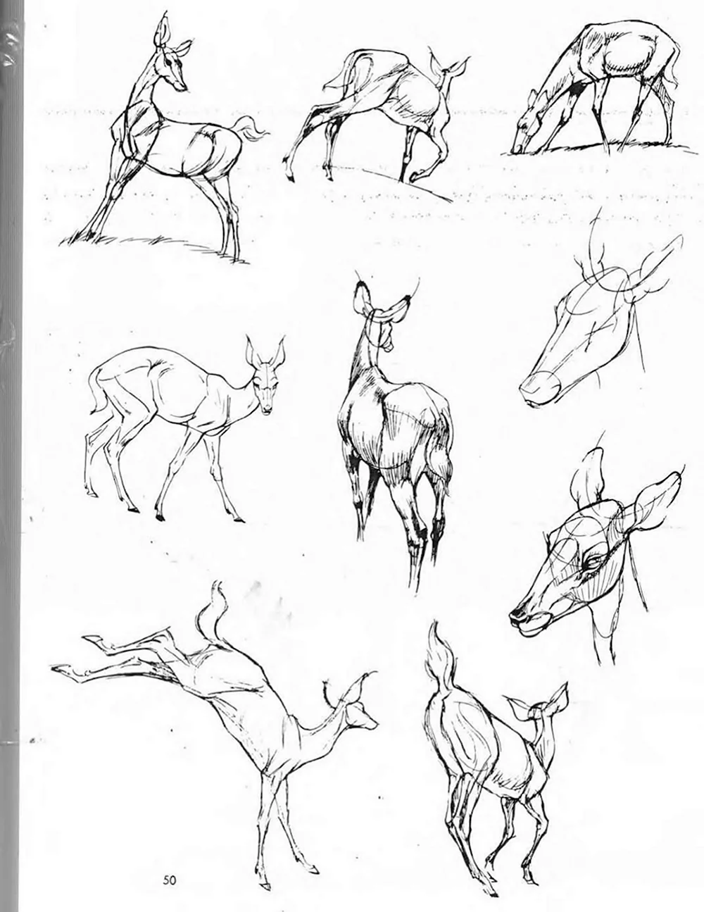 Искусство рисования животных Кен Халтгрен