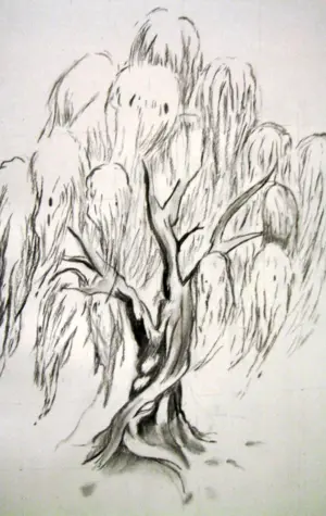 Ива дерево карандашом