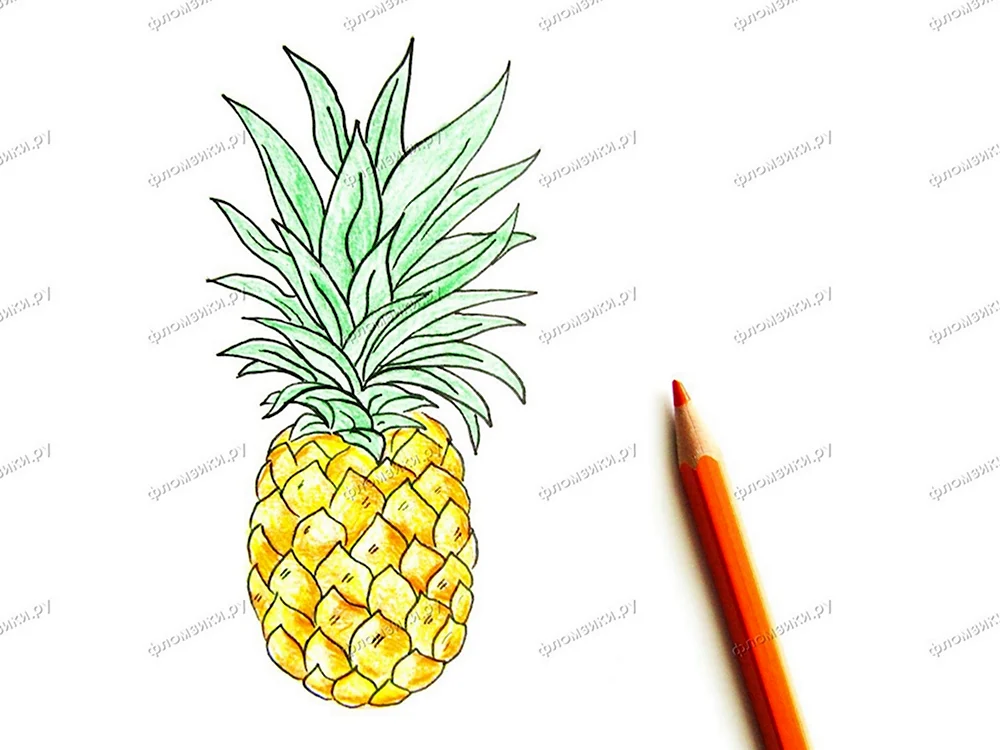 Как нарисовать ананас карандашом поэтапно