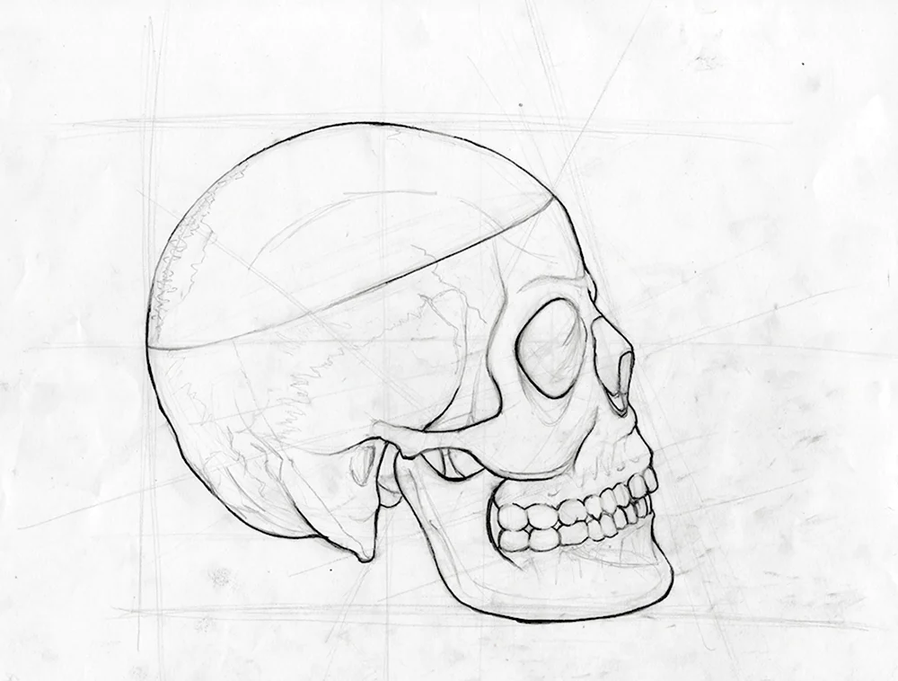Как нарисовать череп вид сбоку