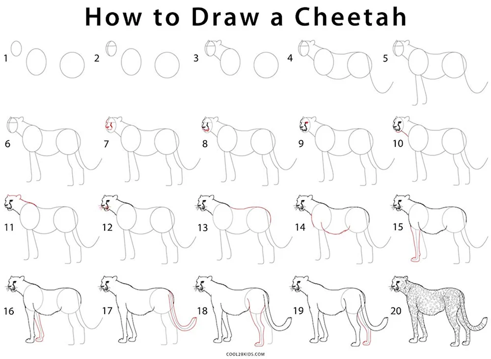 Как нарисовать гепарда поэтапно