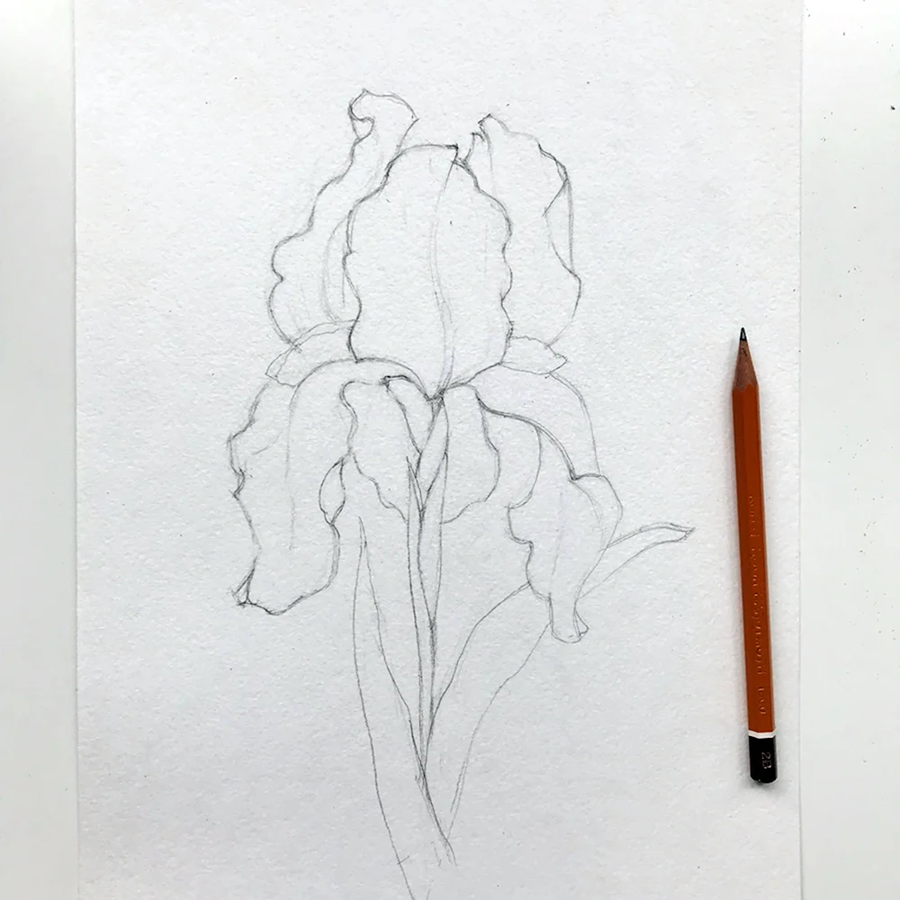 Как нарисовать ирисы карандашом поэтапно для начинающих