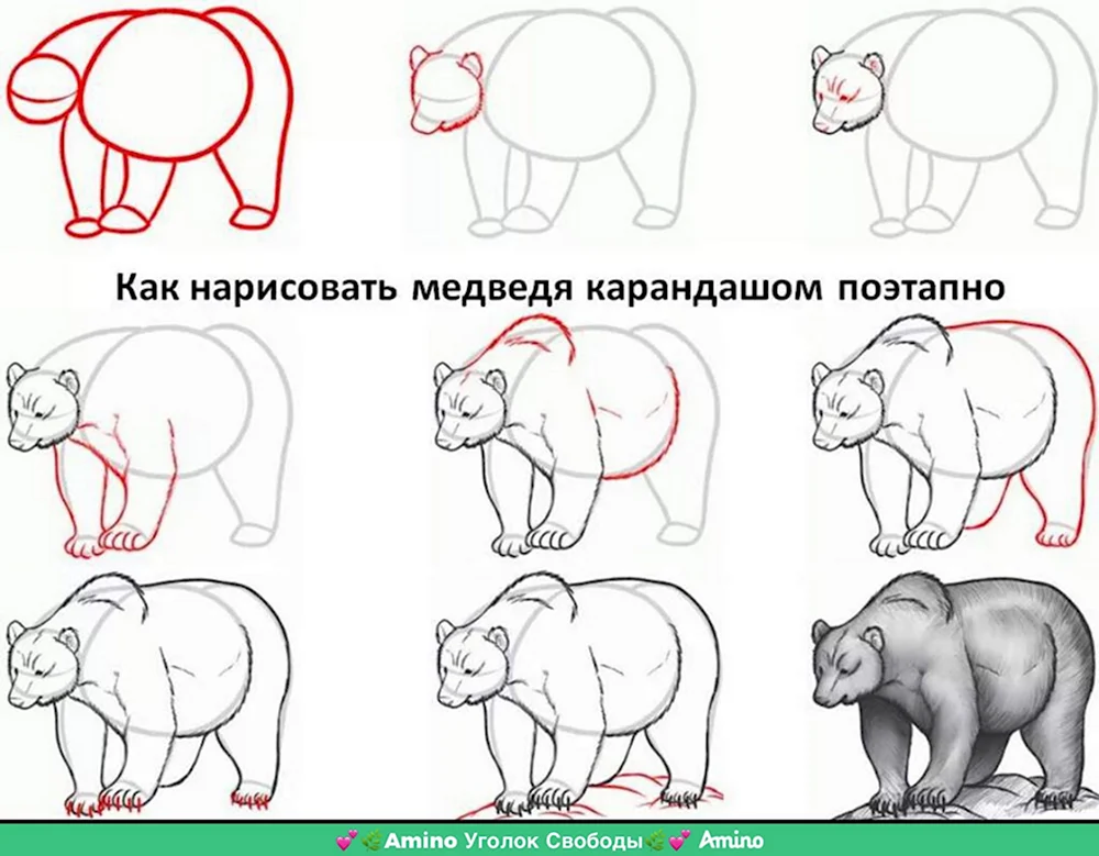 Как нарисовать медведя