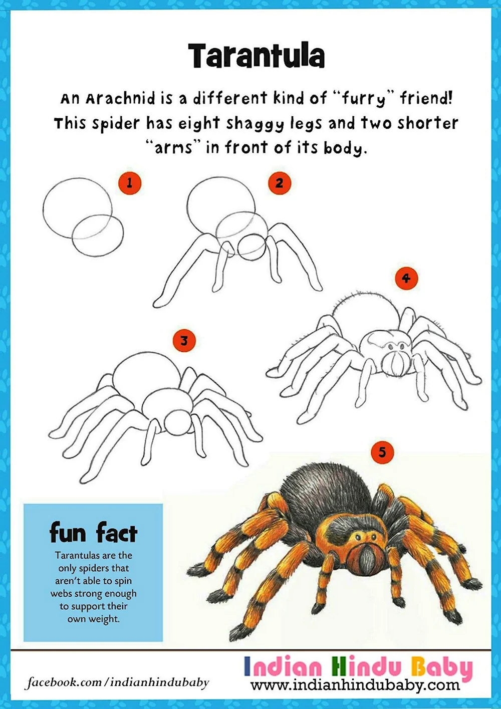 Как нарисовать паука тарантула поэтапно