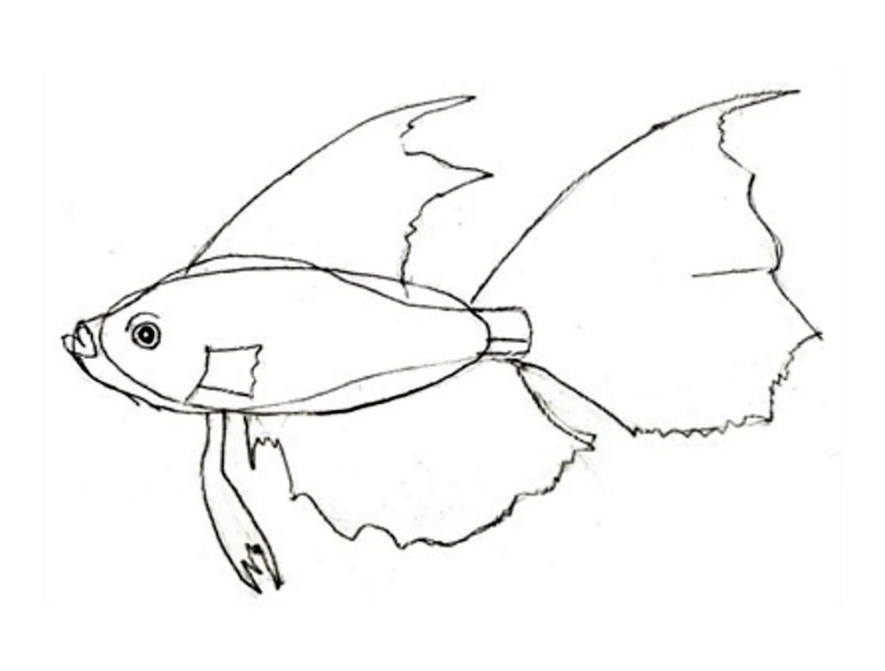 Как нарисовать плавник рыбы