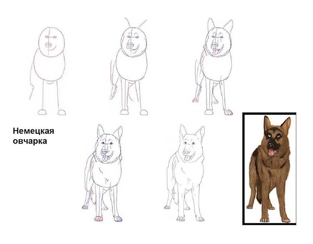 Как нарисовать щенка немецкой овчарки