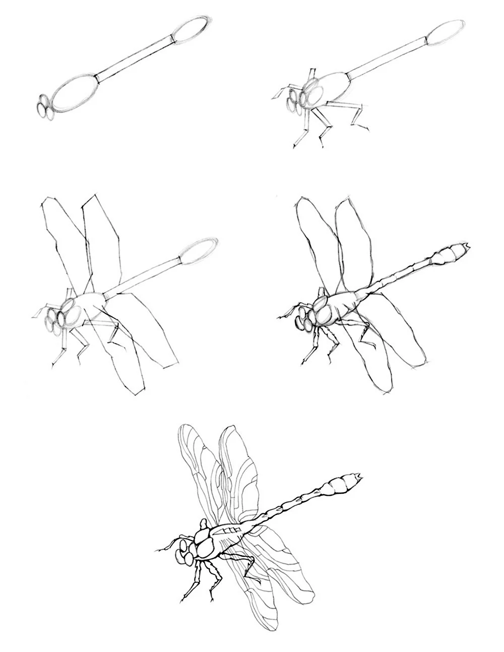 Как нарисовать стрекозу карандашом