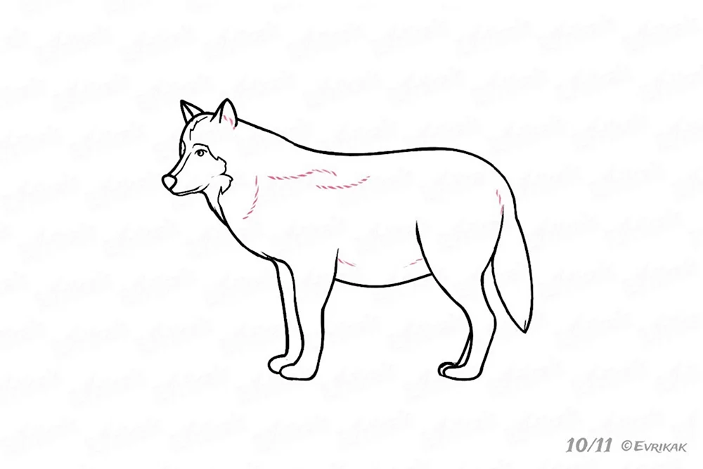 Как нарисовать волка в санях