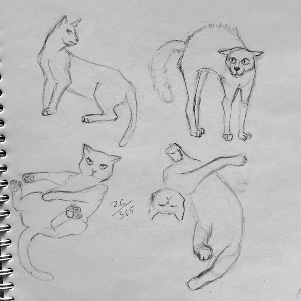Как научиться рисовать котов воителей