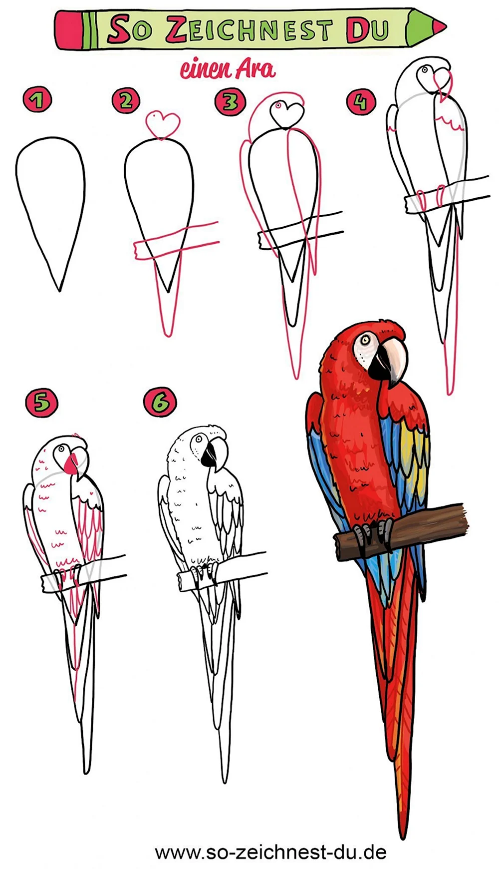 Как рисовать попугая