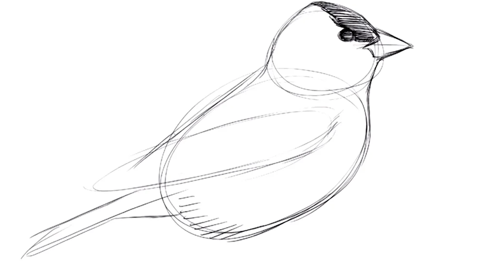 Как рисовать птицу галку