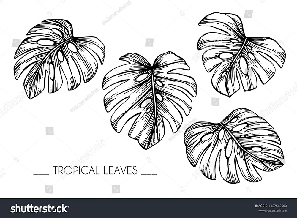 Карандашом маленькие тропические листья