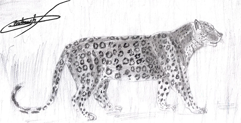 Картинки леопарда для срисовки