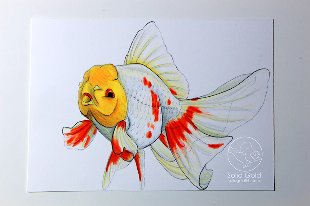 Картинки золотой рыбки для срисовки