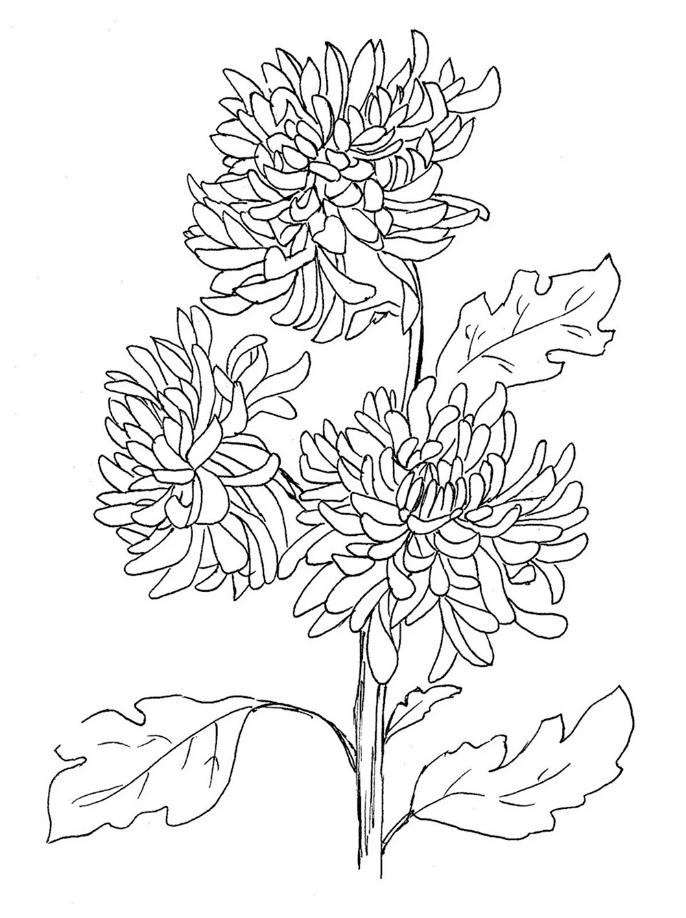 Хризантема раскраска