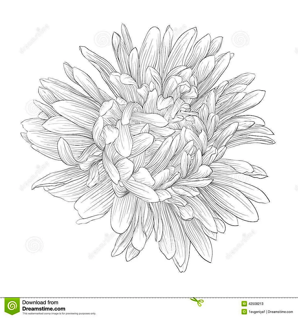 Хризантема рисунок карандашом для срисовки