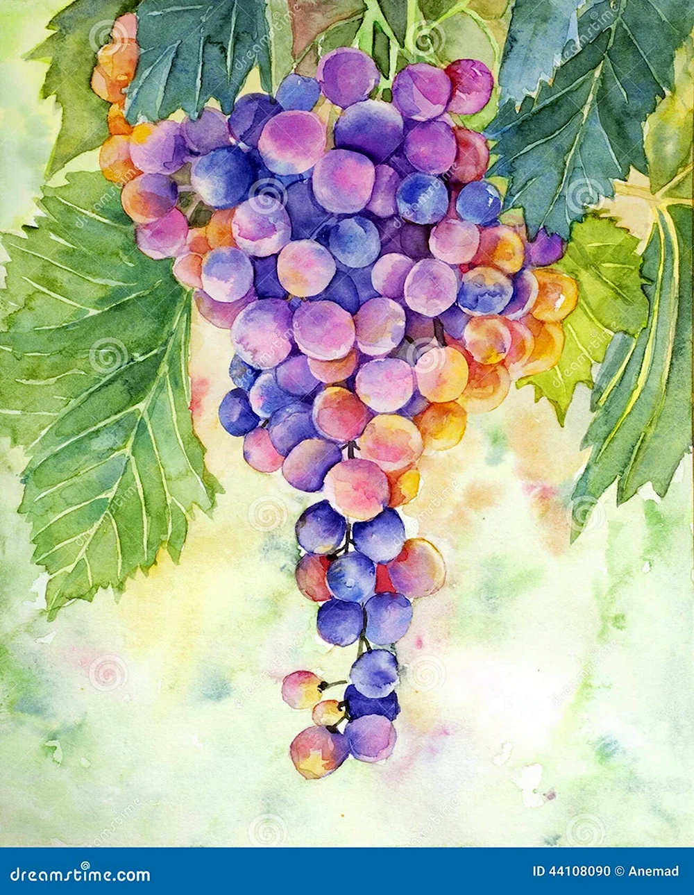 Кисть винограда акварелью