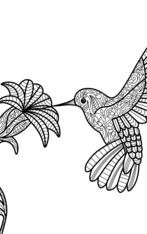 Колибри рисунок черно белый