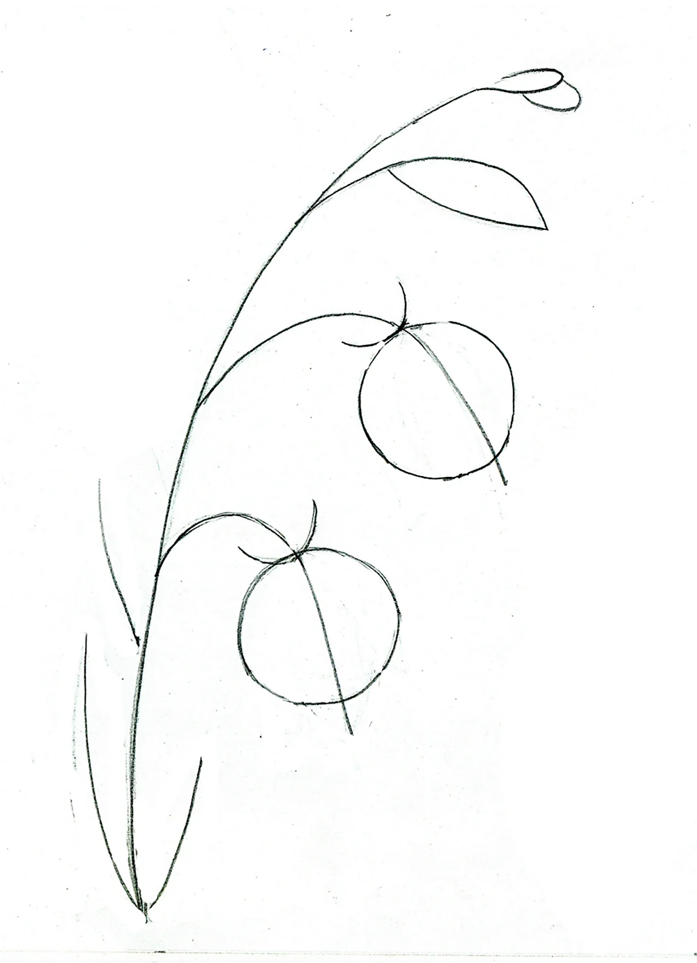 Колокольчик цветок карандашом