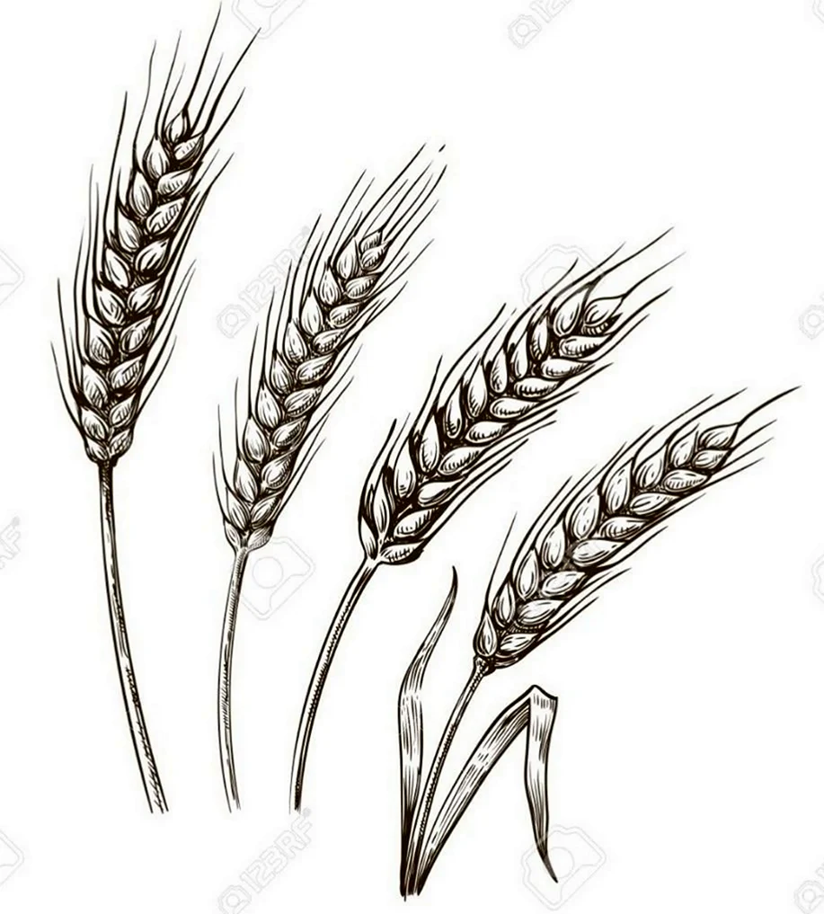 Колосья пшеницы эскиз