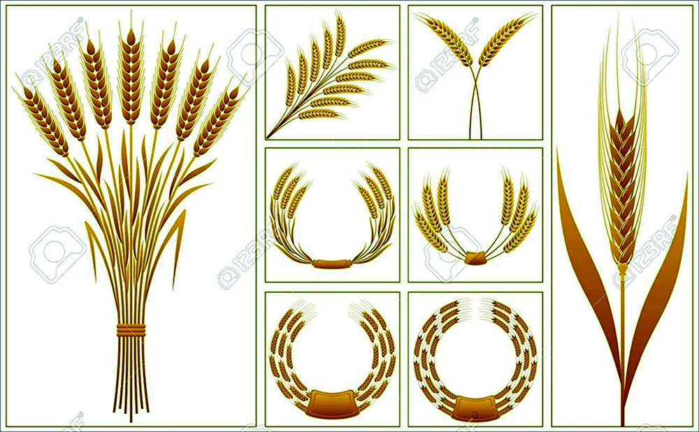 Колоски пшеницы для вырезания