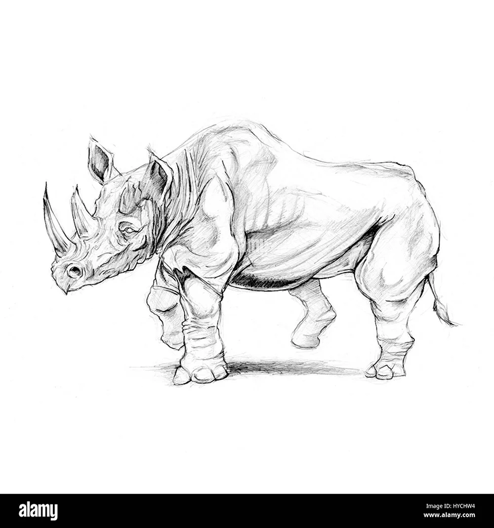 Конструктивное рисование носорога
