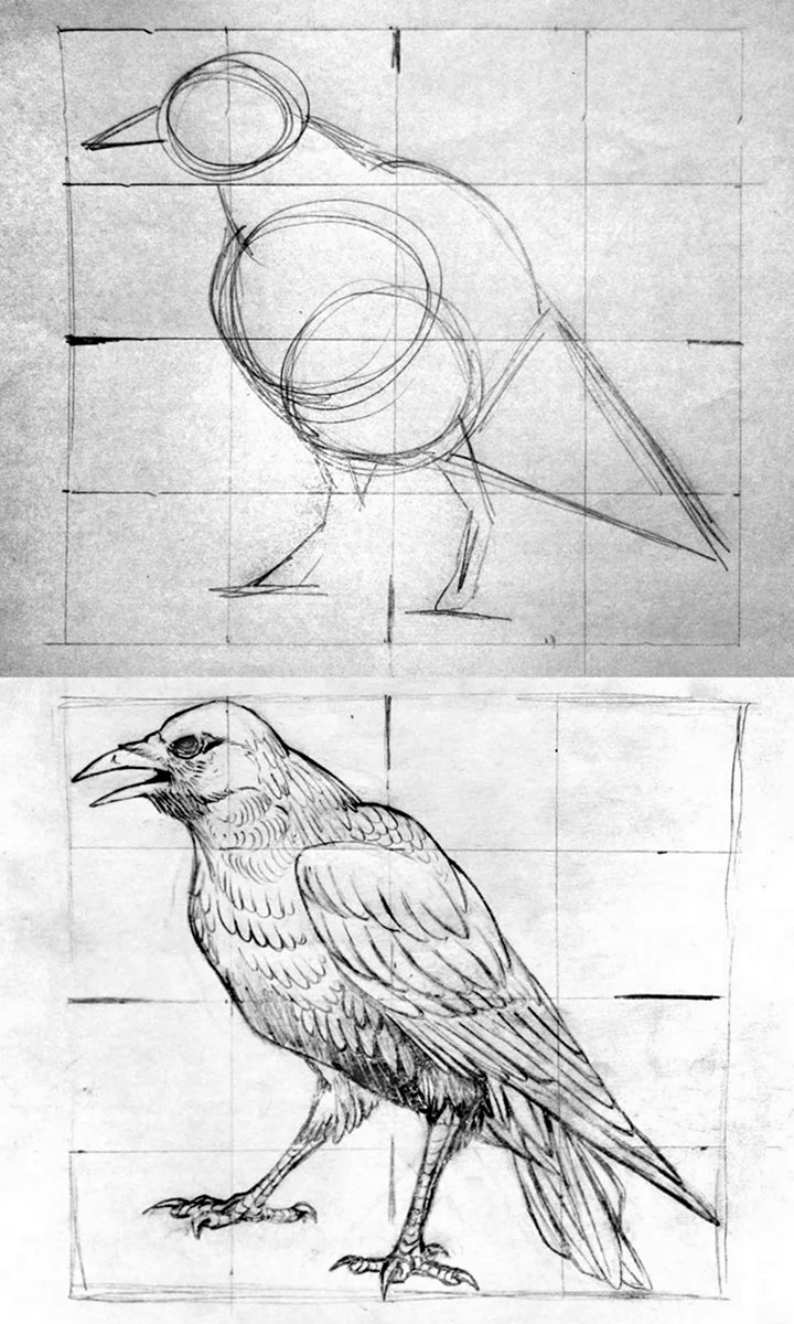 Конструктивное рисование птиц