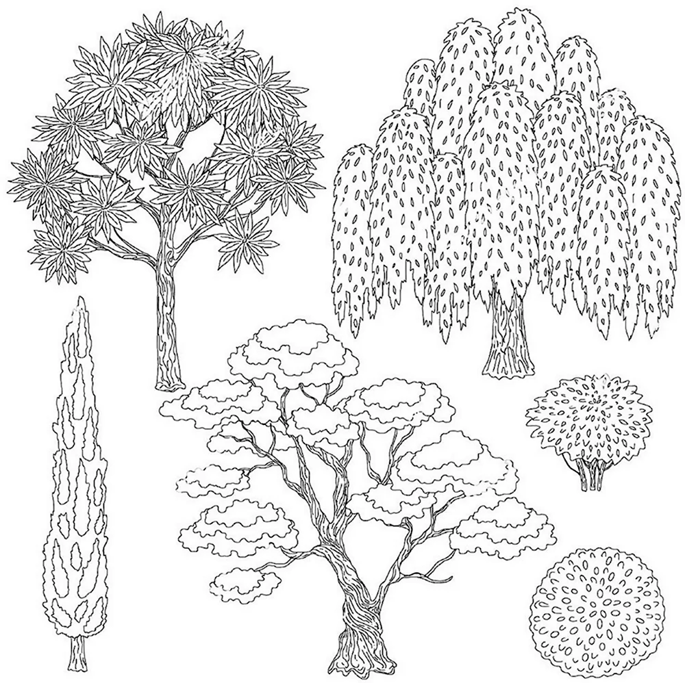 Контуры деревьев и кустарников