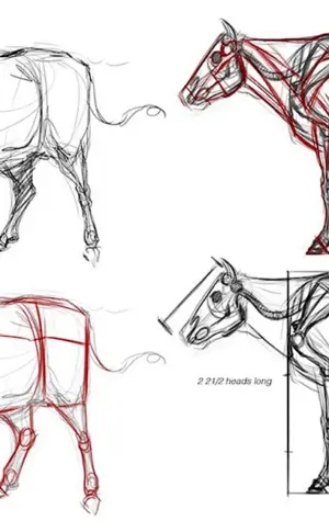 Корова анатомия для художников