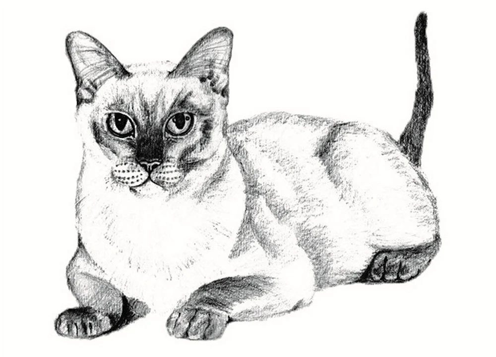 Кошка рисунок карандашом