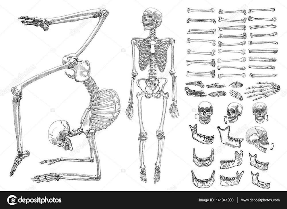 Кости для рисования анатомия