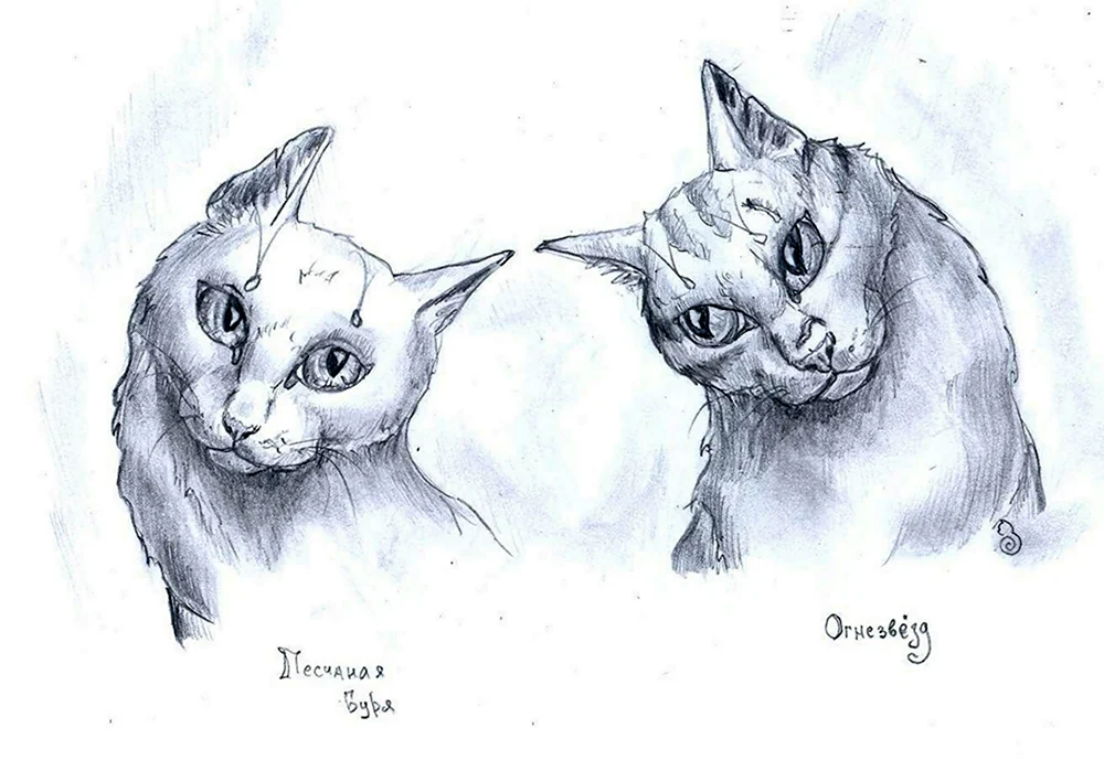 Коты Воители рисунки карандашом
